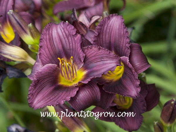Daylily Grapette
2 inch purple grape color
20 inches
diploid, semi-evergreen
Williamson, 1970